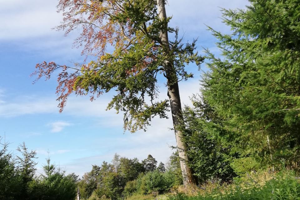 Waldweg mit einem großen Baum in der Mitte der Aufnahme