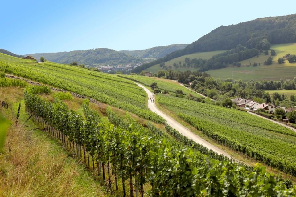 Weinberge Ein sommerliches Bild in den Weinbergen. Saftig grüne Blätter säumen die Regen. In der Mitte des Bildes führt eine Straße durch die Weinberge am Hang.