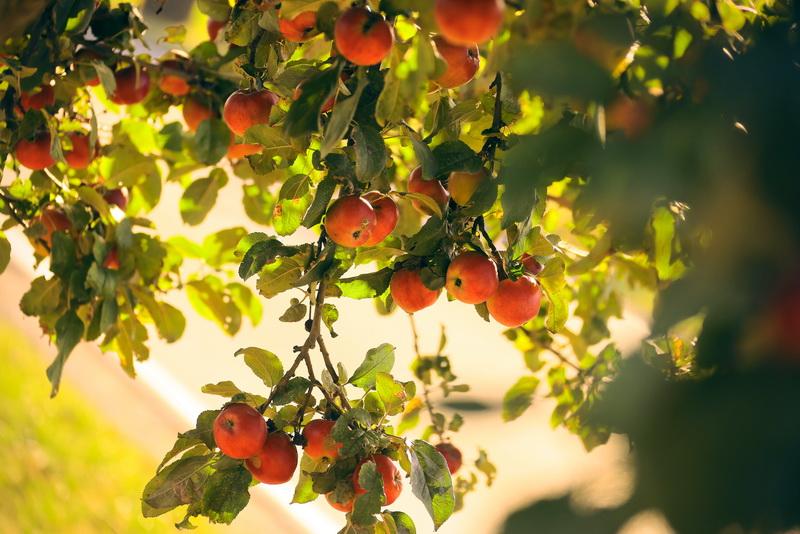 Rote Äpfel hängen auf einem Baum