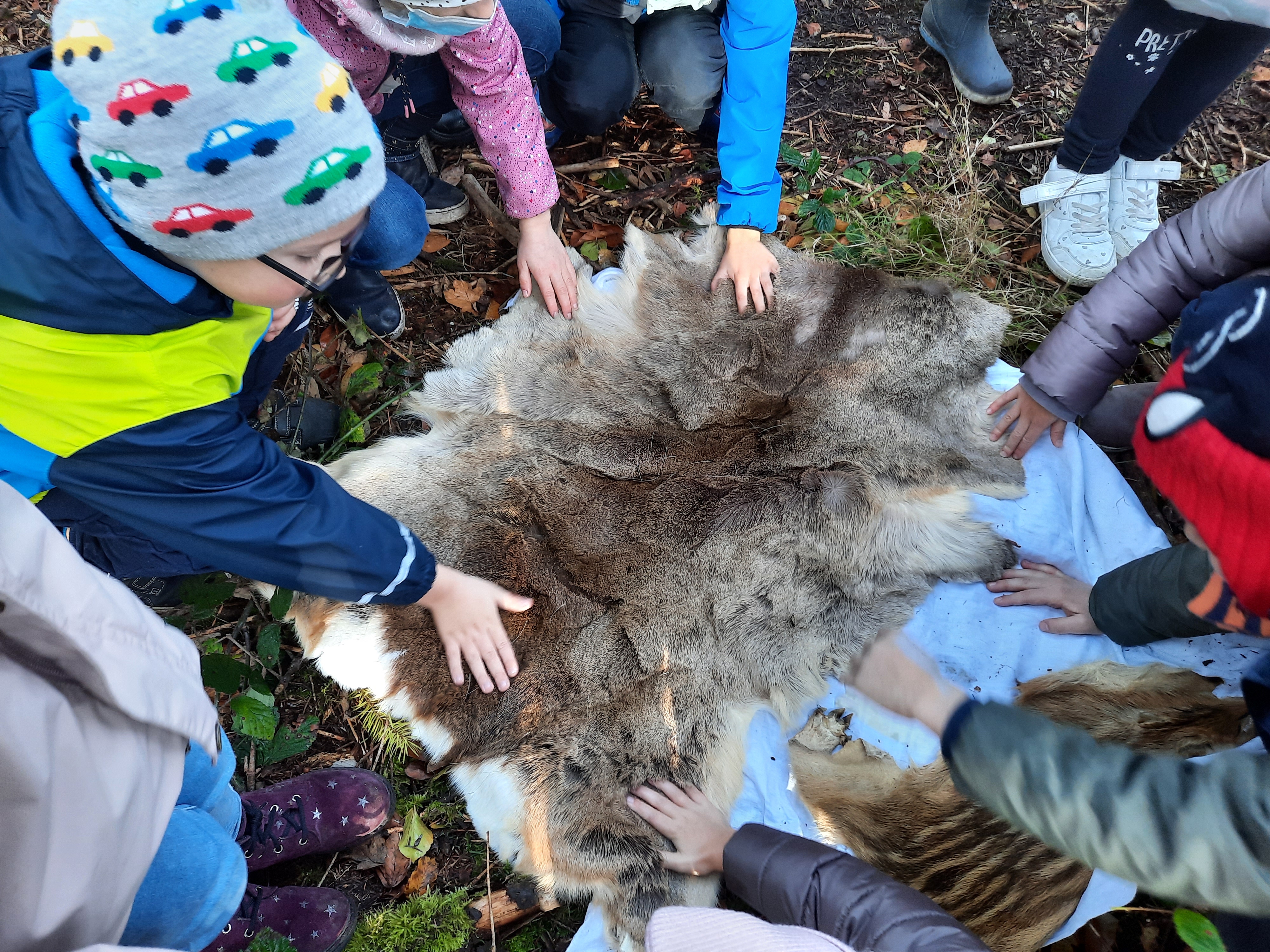 Ein Tierfell liegt auf dem Boden. Kinder, die außenrum sitzen streichen mit ihrer Hand darüber.